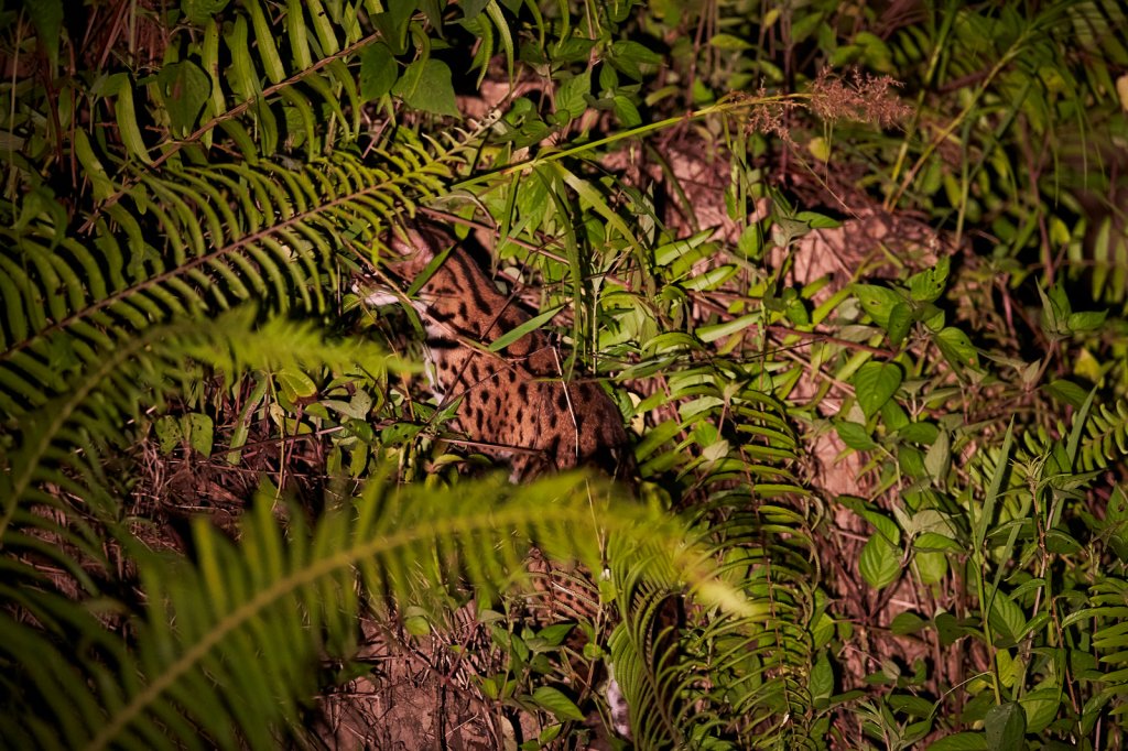 Leopardkatze (Leopard Cat), Tabin